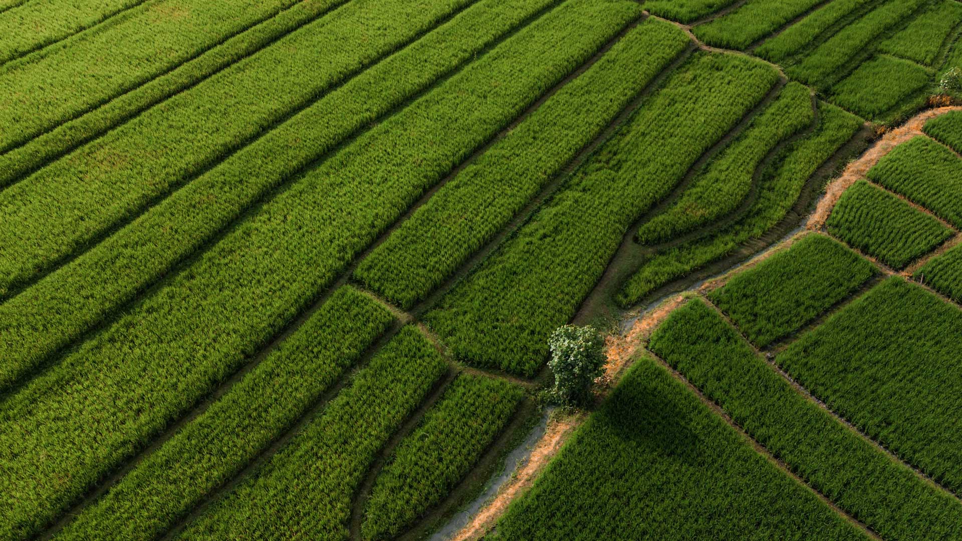 Agriculture-Image-2